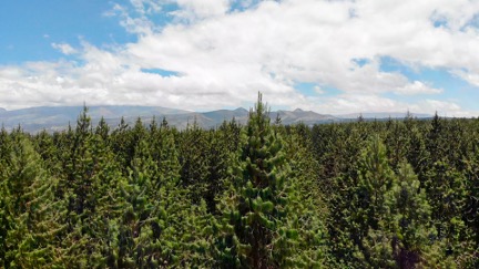 Aglomerados Cotopaxi certificada como Carbono Negativo