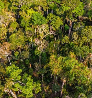 Nuevo estándar FSC de gestión forestal para Perú