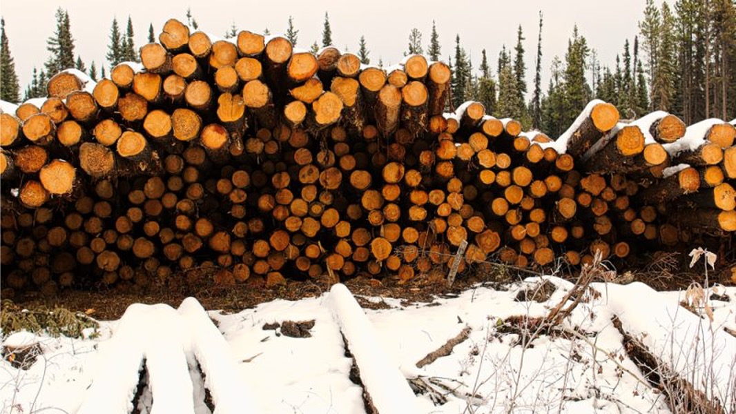 EU’s New Environmental Standards Are Shaping the Wood Industry