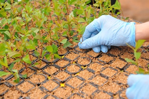 Sector brasileño de árboles cultivados supera las 10 millones de hectáreas