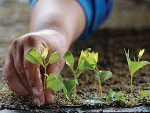 Ibá presenta estudio sobre biodiversidad y árboles cultivados