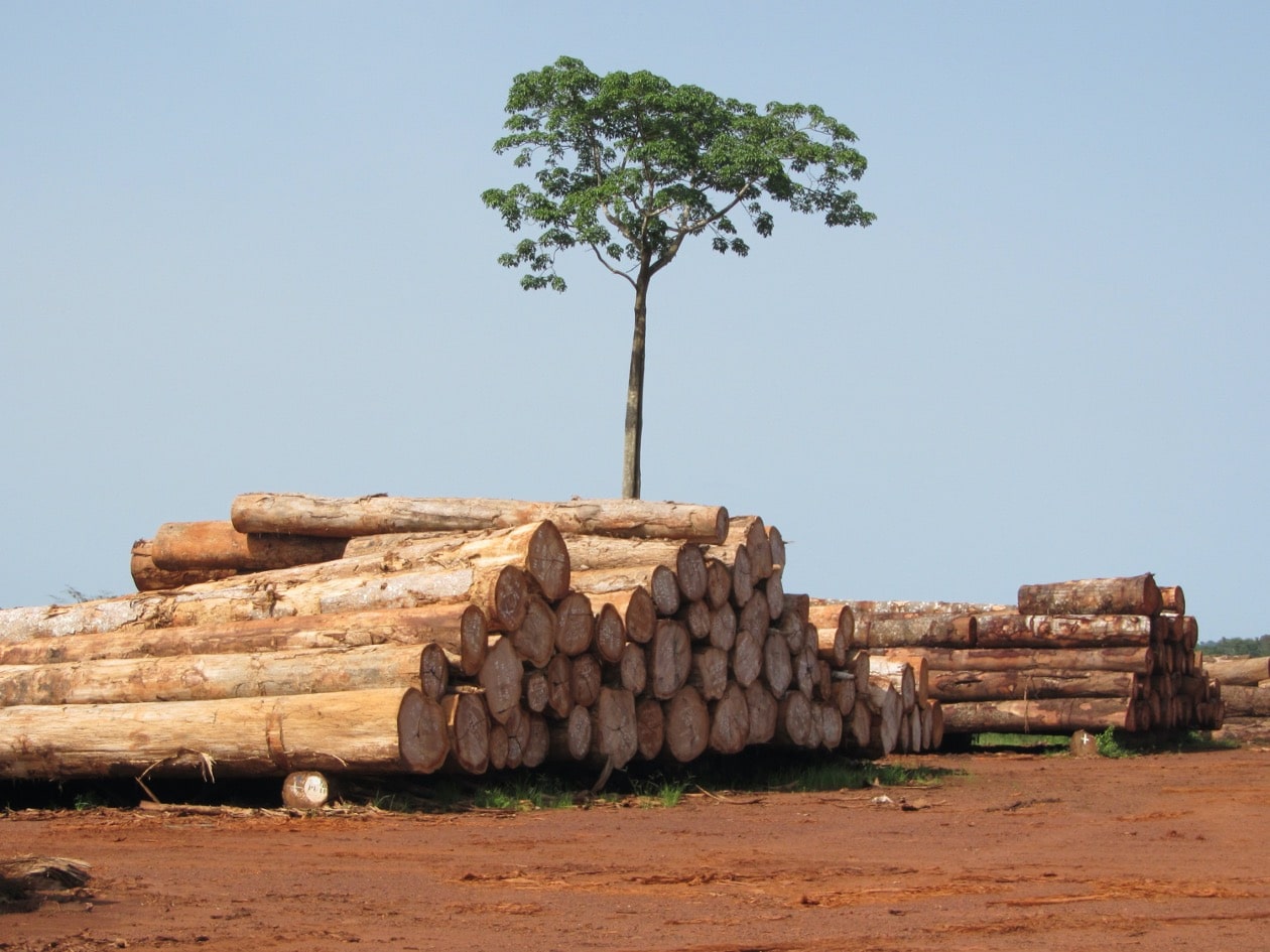 Global Wood & Paper Trade Drops 12% in 2023