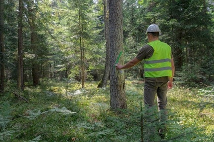 Ikea destina 16.000 hectáreas a investigación forestal