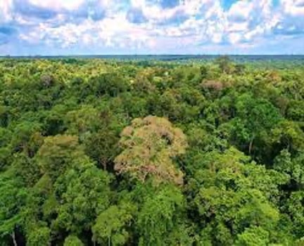 Precious Woods to Double Brazilian Operations