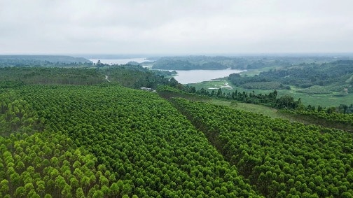 Novopan impulsa investigación en genética forestal con gira técnica