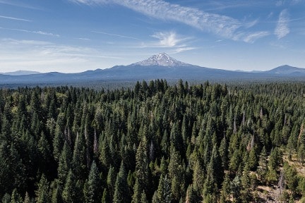 Sector forestal estadounidense exige medidas urgentes a Trump
