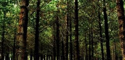 Aglomerados Cotopaxi fortalece la conexión entre naturaleza y comunidad