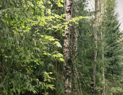 Ingka Investments amplía su portafolio forestal con importante adquisición