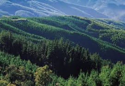 Arauco refuerza su estrategia de crecimiento sostenible al adherirse al TNFD